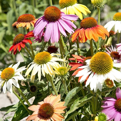 Picture of Echineacea - Paradiso Dwarf Mixed